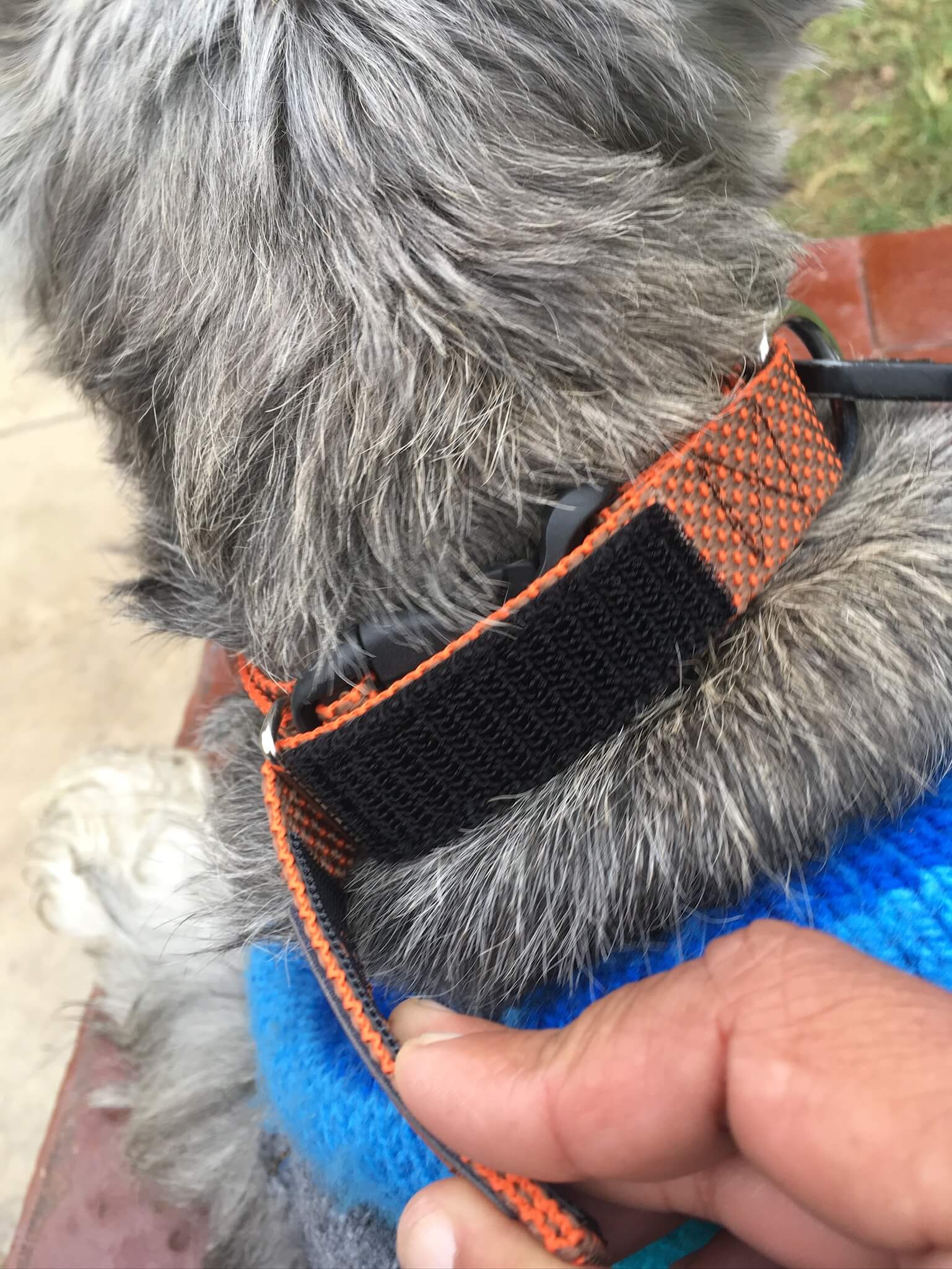 collar